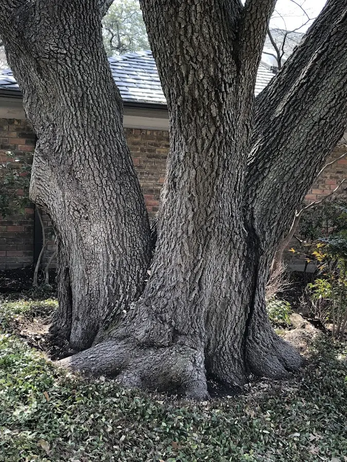 Mature heritage tree close to a Bucyrus property cared for by certified arborists